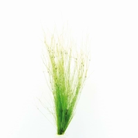 Eleocharis vivipara  (VE = 5) *NEU*