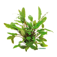 Cryptocoryne beckettii