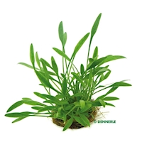 Cryptocoryne parva