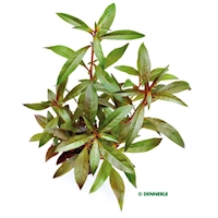 Ludwigia glandulosa