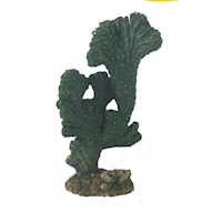 Kaktus Victoria 1 19 cm