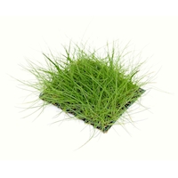 Eleocharis pusilla pad