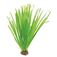 Vallisneria