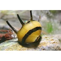 Plž Clithon "Horn Snail", 0,5 cm
