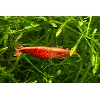 Krevetka heteropoda var. Cherry Shrimp, 1,5 cm