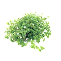 Bacopa australis