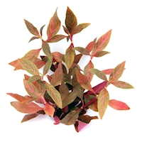 DENNERLE Rostlina Alternanthera reineckii ´Red Ruby´, VE=5