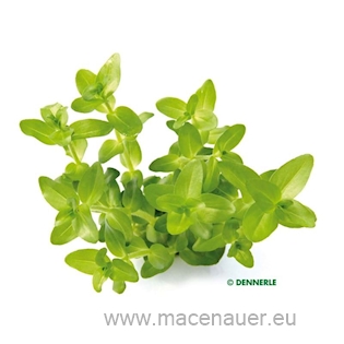 Bacopa carolineana (VE = 5)