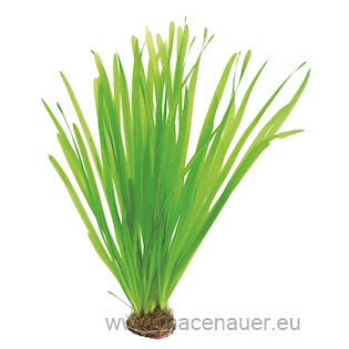 Vallisneria spiralis