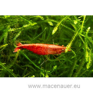 Krevetka heteropoda var. Cherry Shrimp, 1,5 cm