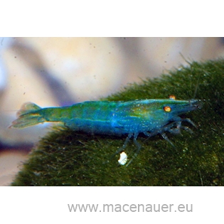 Krevetka cf. babaulti "Blue", 2 cm