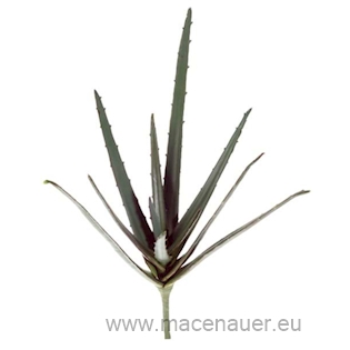 HOBBY Rostlina Aloe 35 cm