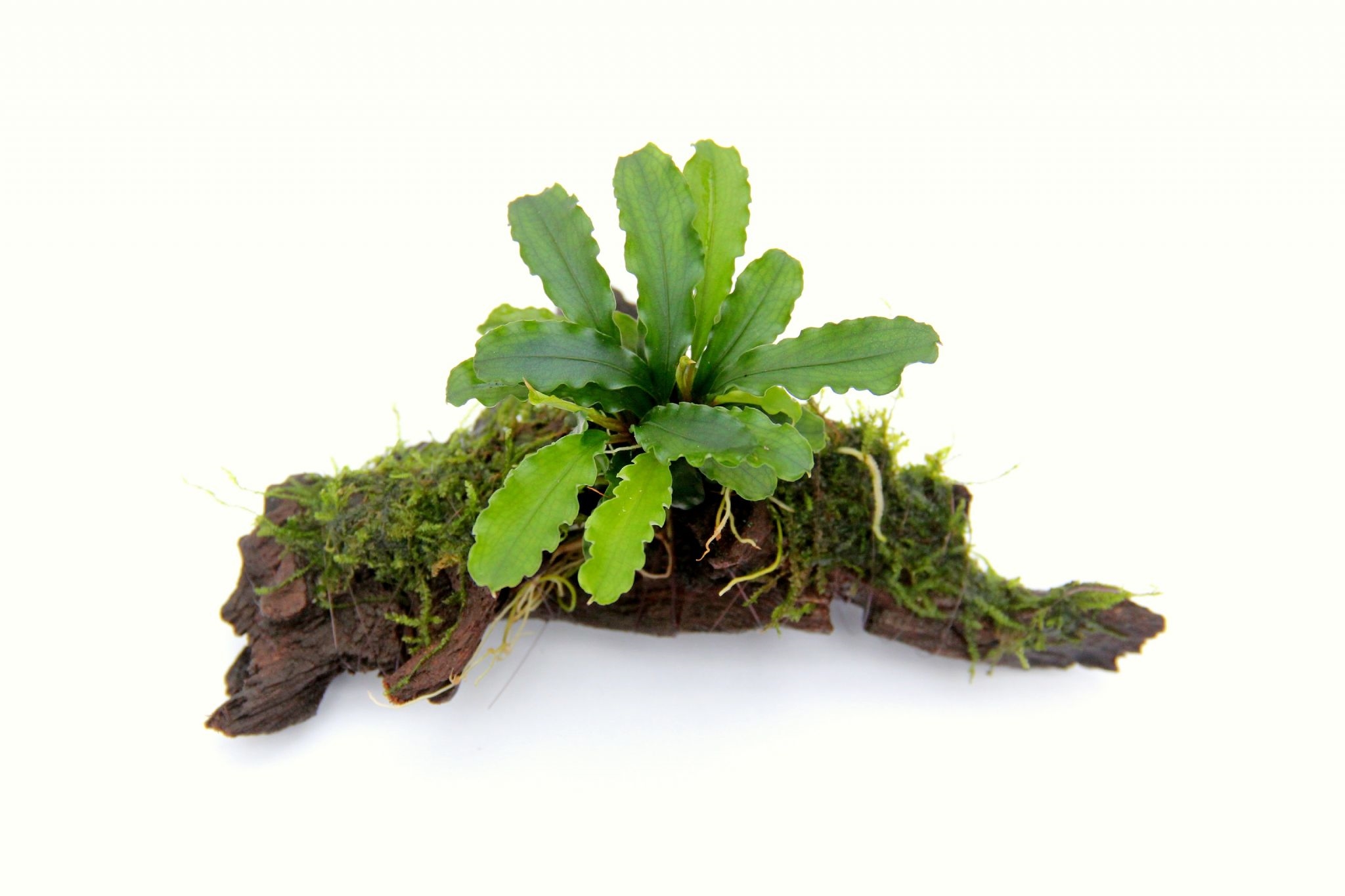 Bucephalandra spec.Wavy Leaf auf Wurzel