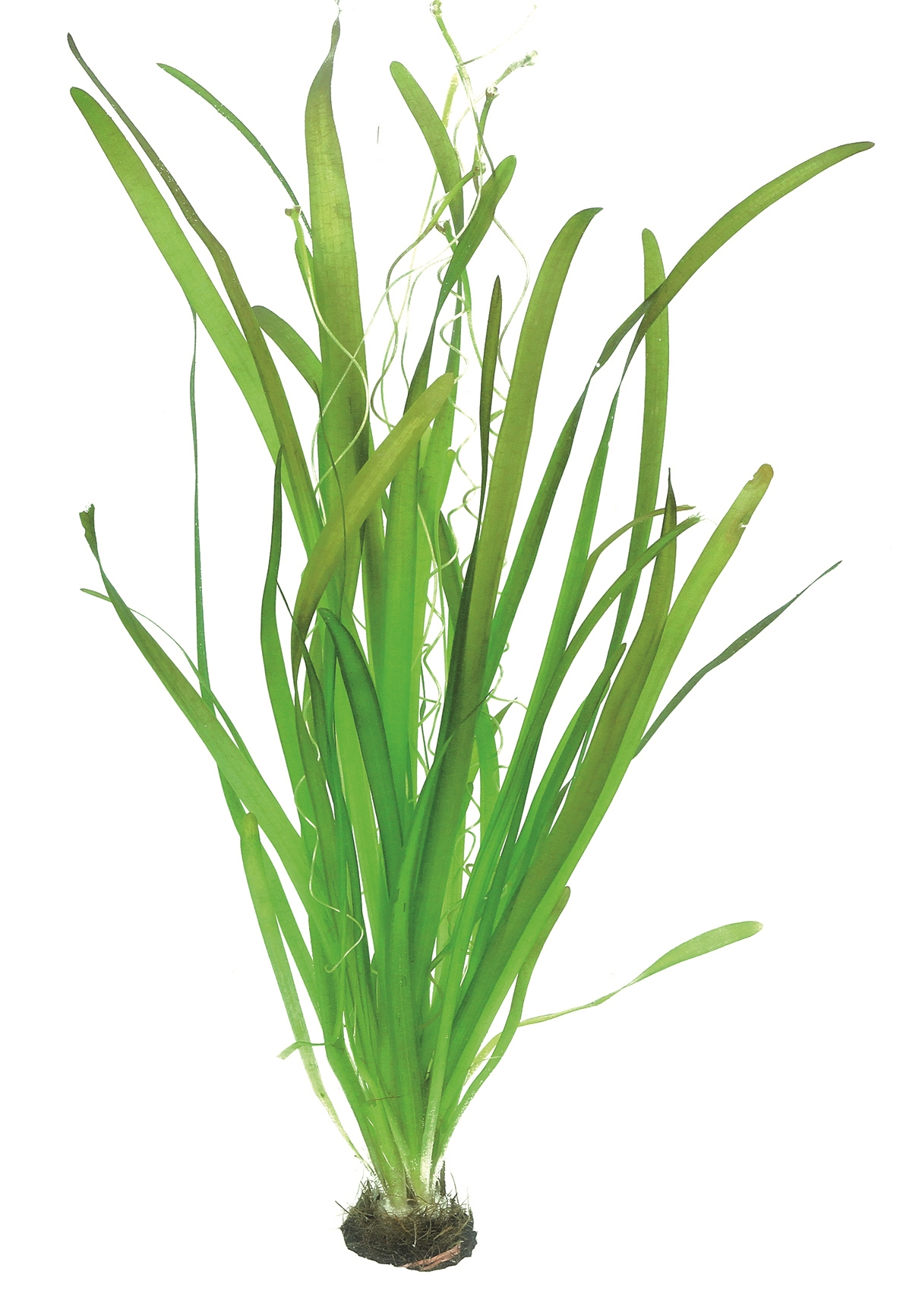 Vallisneria australis 'Gigantea'