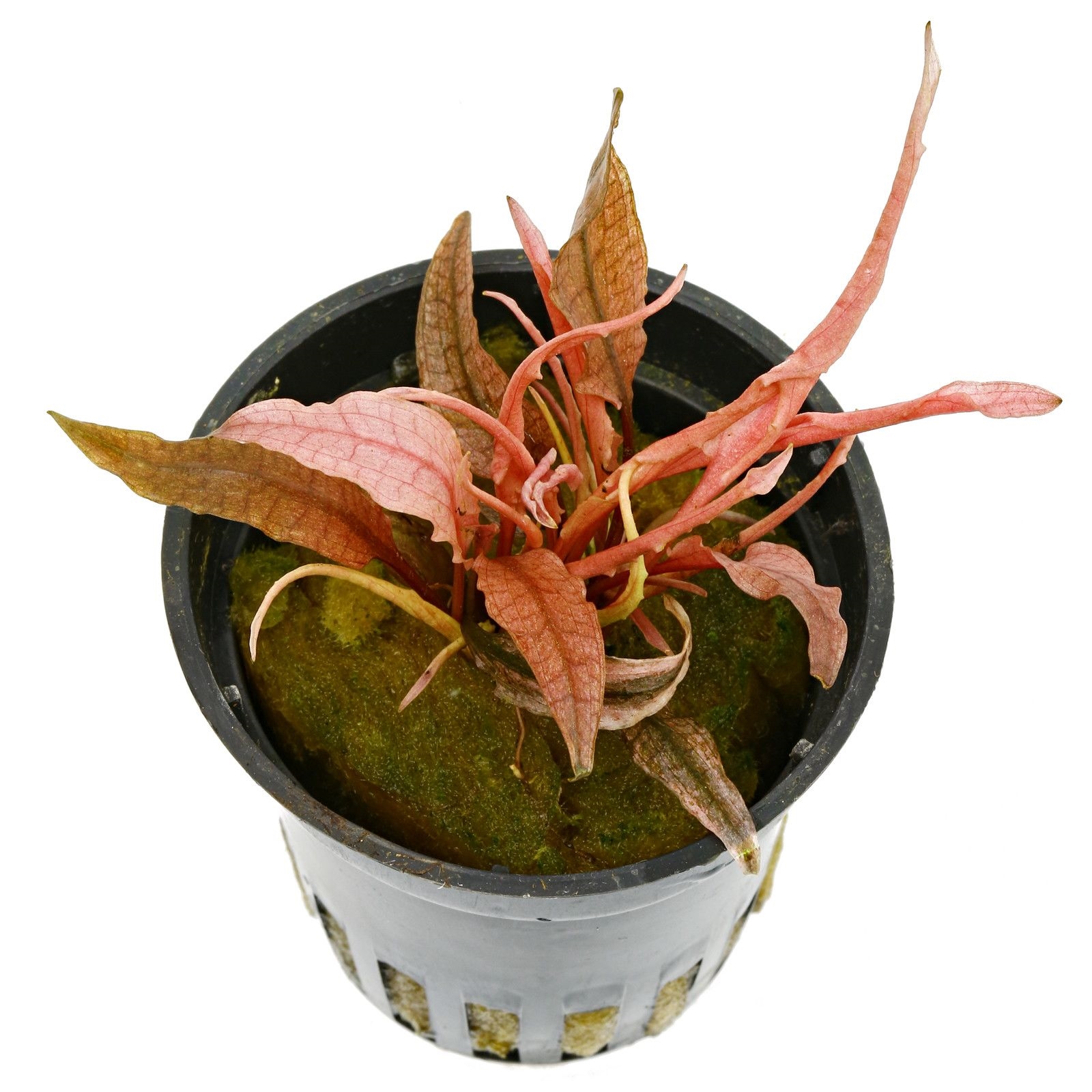 DENNERLE Cryptocoryne spec. 'Flamingo'