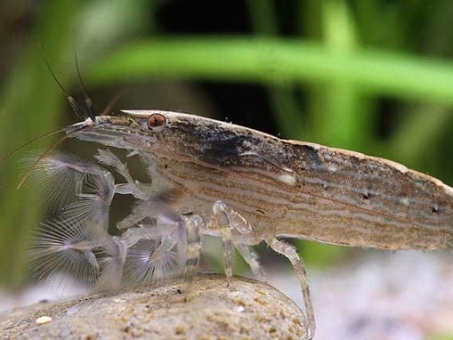 Krevetka molucká, 4-6cm