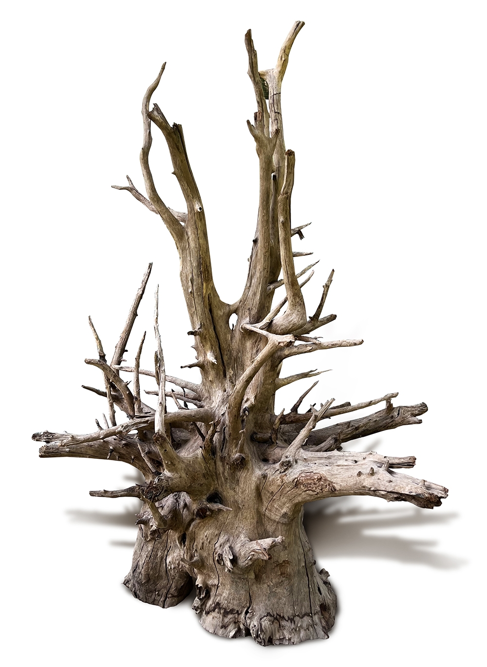 MACENAUER Corbo Wood (Č.: 81215)