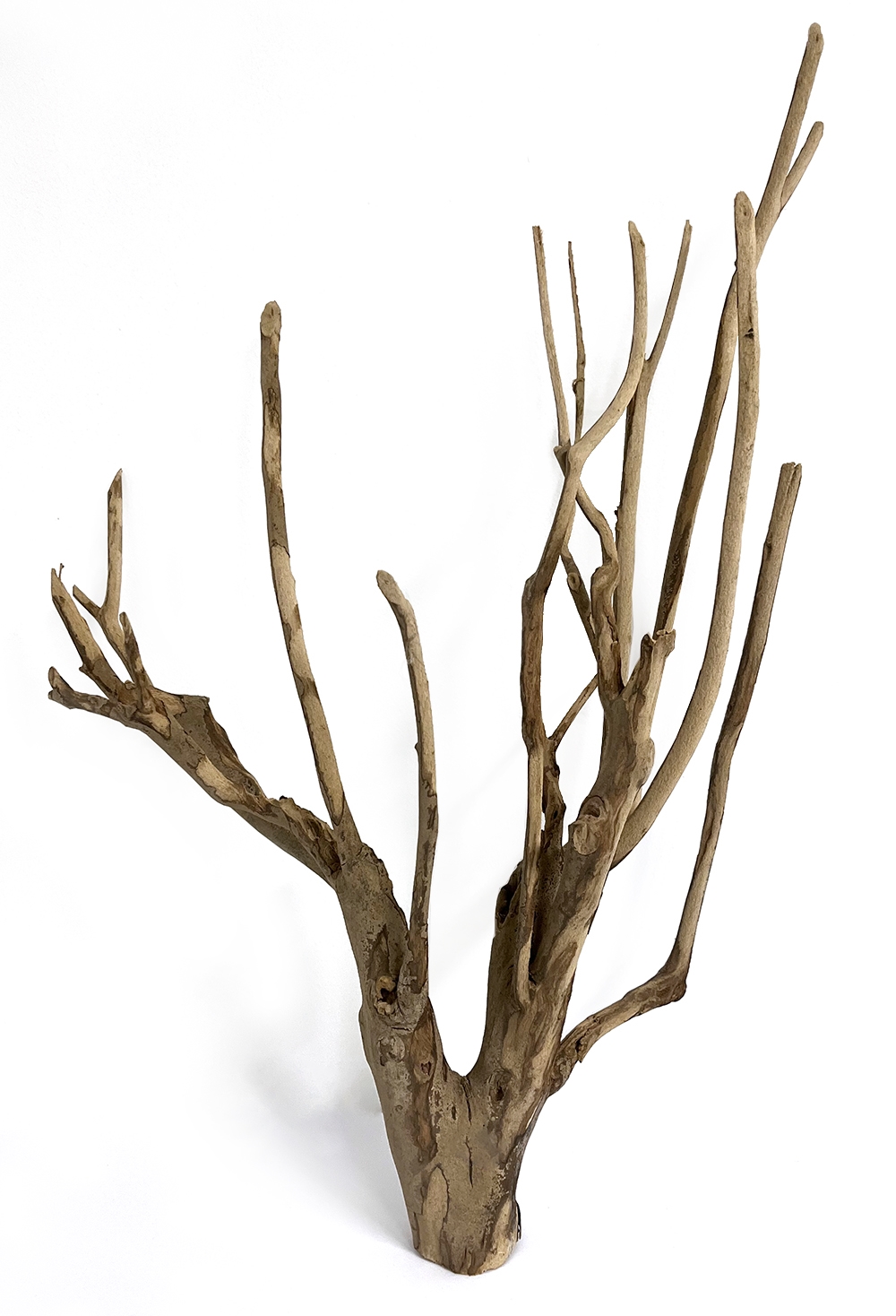 MACENAUER Kořen Talawa Wood XL, 80-100 cm, 1 ks