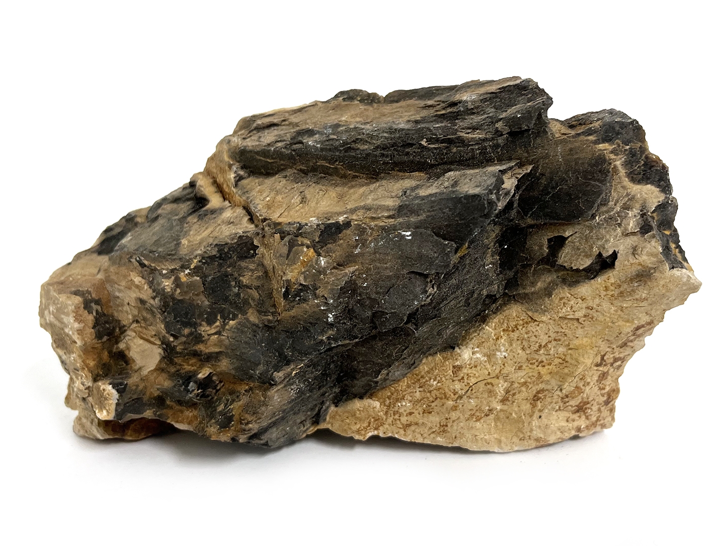 MACENAUER Kámen Versteinertes Holz L (Fossilized Wood), barvité, 4,5-5,5 kg