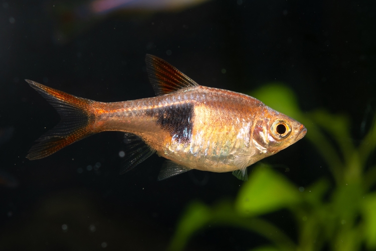 Rasbora klínoskvrnná, 2,5 cm