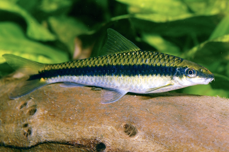 Parmička černopruhá, 5 cm