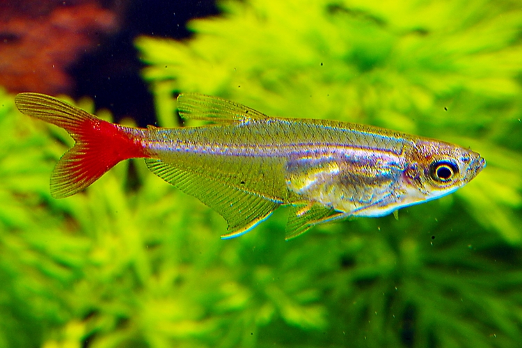 Tetra vláknoploutvá, 3,5 cm