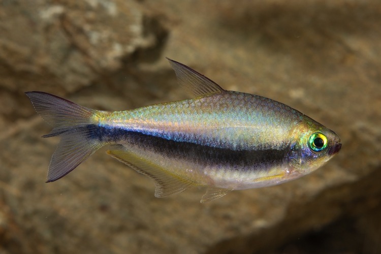 Tetra císařská, 2,5 cm