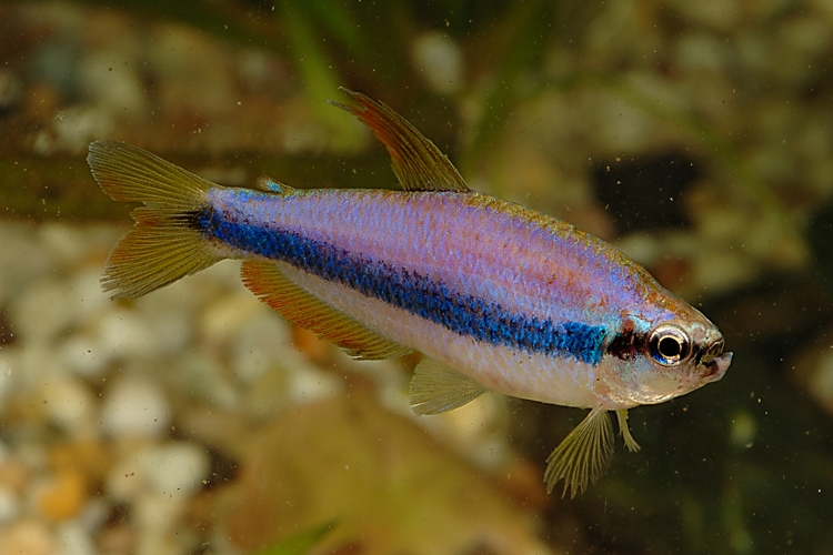 Tetra královská Super Blue, 2,5 cm