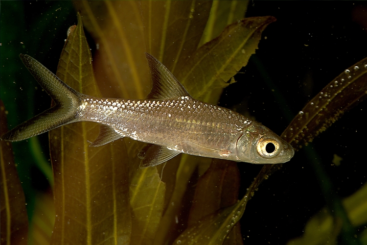 Parmička žraločí, 4,5 cm