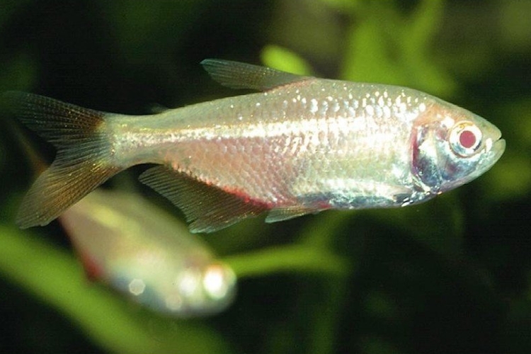 Tetra kosočtverečná - zlatá, 3 cm