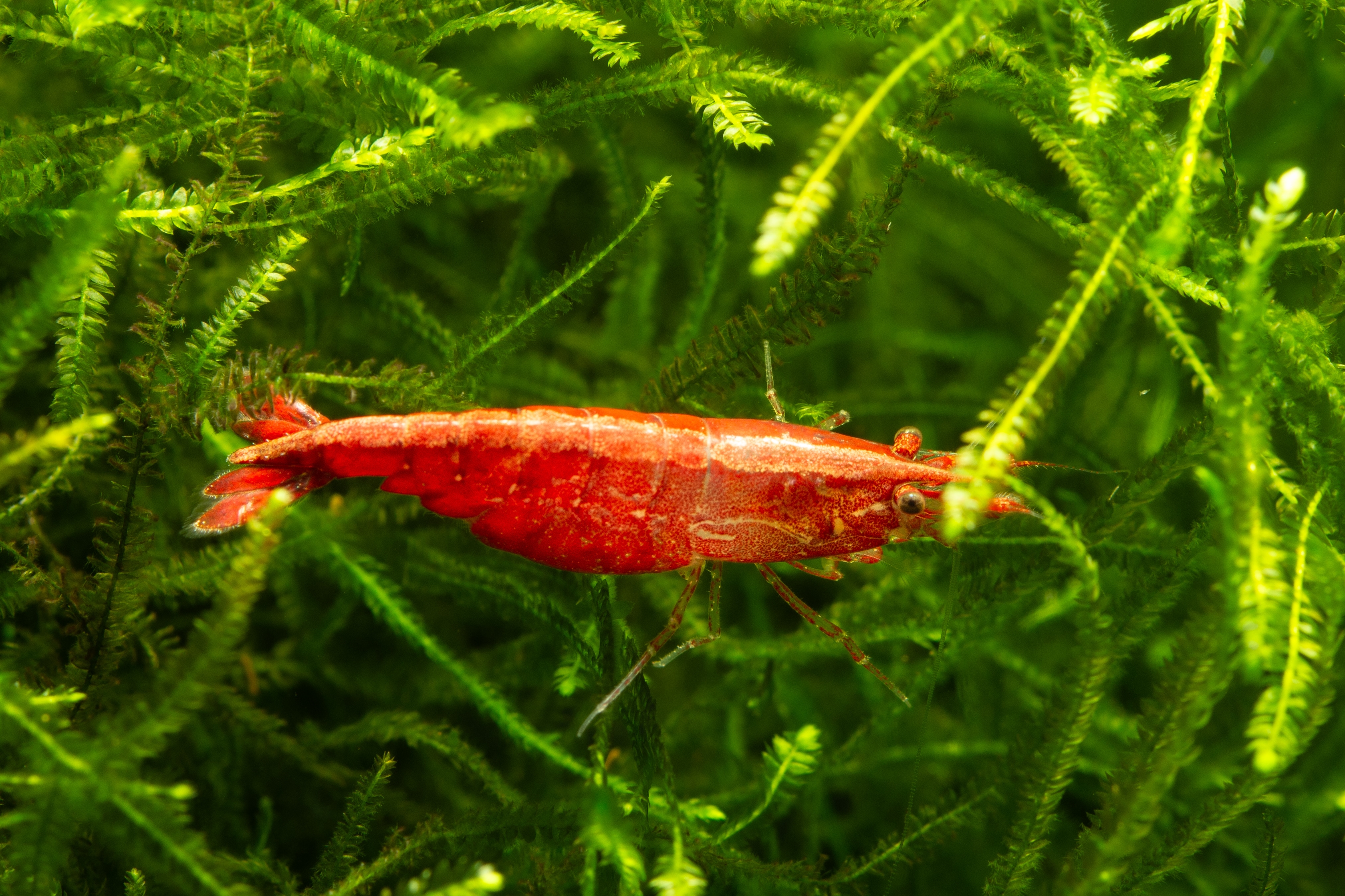 Krevetka heteropoda var. Cherry Shrimp, 1,5 cm