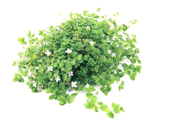 Bacopa australis