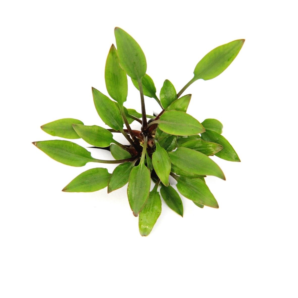 Cryptocoryne lutea ´Hobbit´